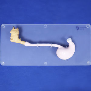 Anatomisches Modell / Kopf 1