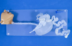 Anatomisches Modell / Kopf 1