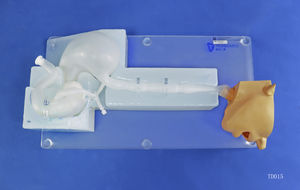 Anatomisches Modell / Kopf 1