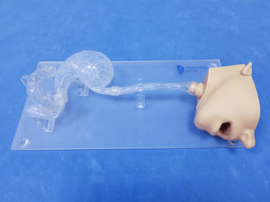 Anatomisches Modell / Kopf 1