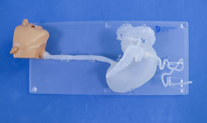 Anatomisches Modell / Kopf