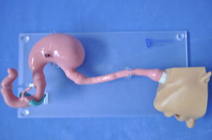Anatomisches Modell / Kopf 1