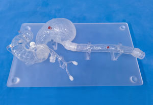 Anatomisches Modell / Kopf 1