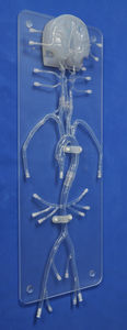 Intrakranieller anatomisches Modell 1