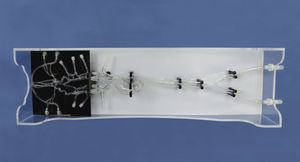 Intrakranieller anatomisches Modell 1