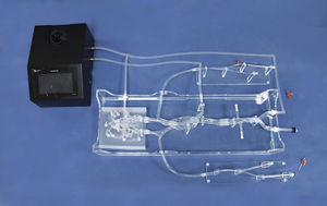 Intrakranieller anatomisches Modell