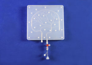 Intrakranieller anatomisches Modell 1