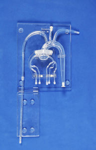 Anatomisches Modell / Koronararterien 1