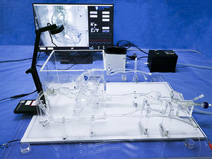 Anatomisches Modell / Koronararterien 1