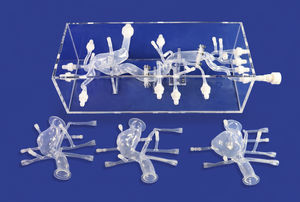 Anatomisches Modell / Herz 1