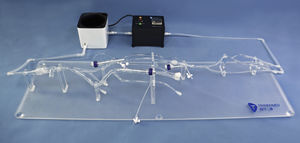 Anatomisches Modell / Arterie 1