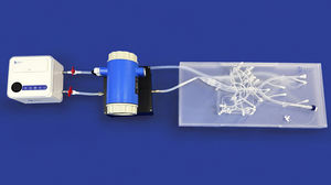 Blutgefäße-Gefäßmodell 1
