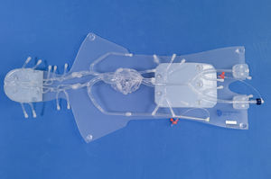 Anatomisches Modell / für Angiographie 1