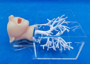 Anatomisches Modell / Kopf 1
