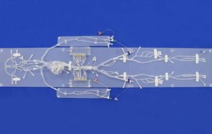 Anatomisches Modell / für Neurologie