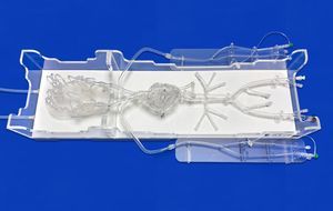 Intrakranieller anatomisches Modell 1