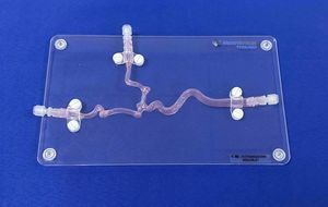 Anatomisches Modell / Arteria carotis 1