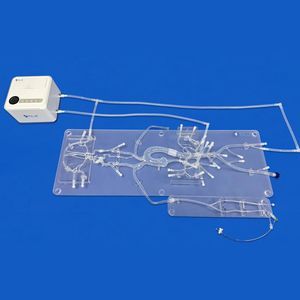 Anatomisches Modell / für Angiographie 1