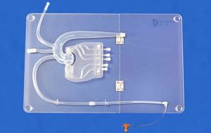 Anatomisches Modell / Koronararterien 1
