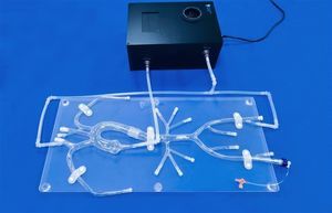 Unterschlüsselbeinarterie-Gefäßmodell 1