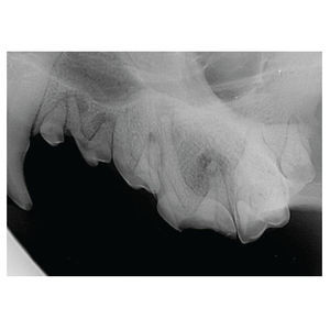 digitales Veterinär-Röntgensystem
