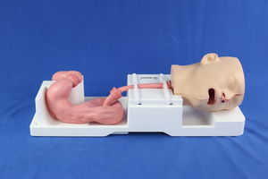 Anatomisches Modell / Nebenhöhle