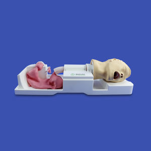 Magen Anatomisches Modell