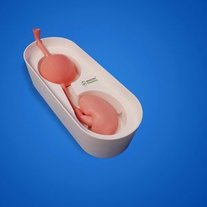 Anatomisches Modell / Harnleiter 1