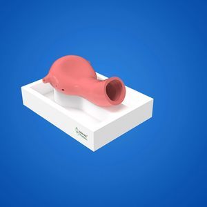 Anatomisches Modell / Harnleiter 1