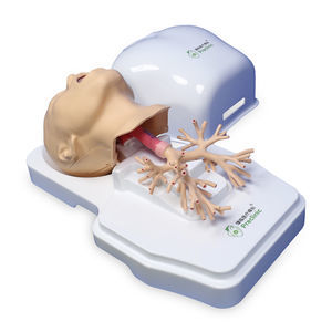 anatomisches Modell des Atmungsapparats