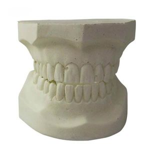 Anatomisches Modell / Dental
