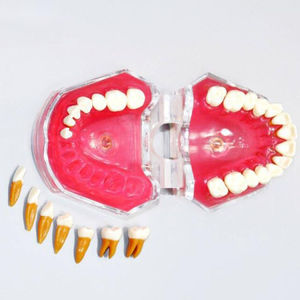 Anatomisches Modell / Gebiss 1