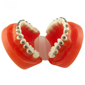 Anatomisches Modell / Gebiss 1