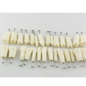 Anatomisches Modell / Zahn 1