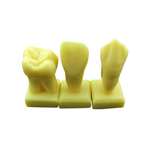 Anatomisches Modell / Zahn