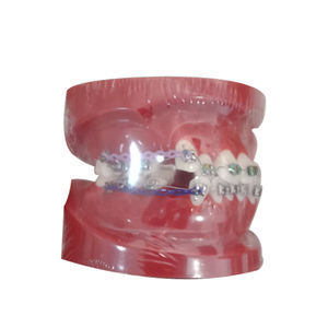 Anatomisches Modell / Gebiss 1