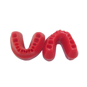 gingivales anatomisches Modell 1