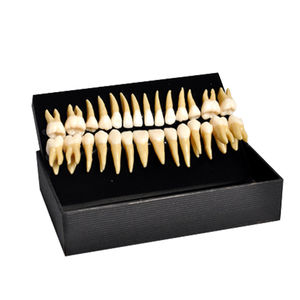 Anatomisches Modell / Zahn 1