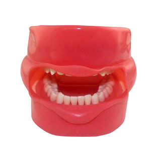 Anatomisches Modell / Dental 1