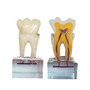 Anatomisches Modell / Zahn 1