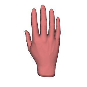 Anatomisches Modell / Hand