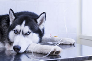Intravenöses Infusionsset für die Veterinärmedizin