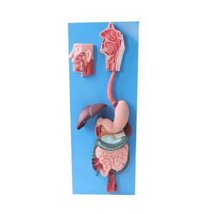 anatomisches Modell des Stoffwechselsystems