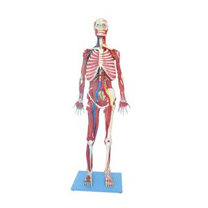 Anatomisches Modell / Ganzkörper