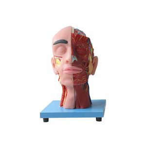 Anatomisches Modell / Gesicht
