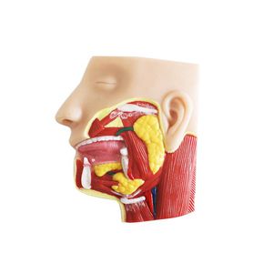 Gesicht anatomisches Modell