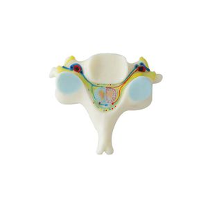 Anatomisches Modell / Wirbel 1