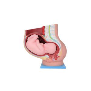 Anatomisches Modell / Becken 1