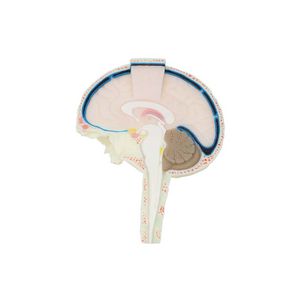 anatomisches Gehirnmodell 1