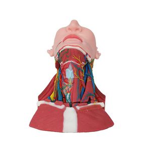 Anatomisches Modell / Hals 1